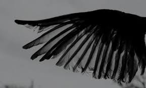 Black And White Angel Wings Aesthetic Is It Better To Throw Yourself Head First And Laughing Into The Holy Rage Calling Your Name Wings Aesthetic Dark Aesthetic