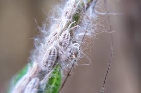 Image result for Mealybug cucumber