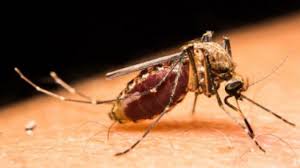 Image result for mosquito bite