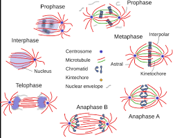 Maybe you would like to learn more about one of these? The Cell 8 Cell Cycle M Phase Atlas Of Plant And Animal Histology