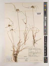Image result for Cyperus pseudoleptocladus