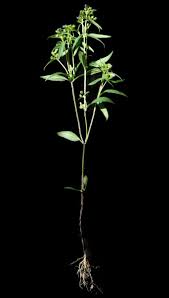 Image result for Exacum oldenlandioides