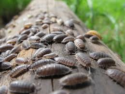 Rutubet yani su buharı, evde yaşayan insan, bitki ya da hayvan gibi canlıların nefes almaları ve terlemeleri sonucunda meydana gelebilmekle birlikte yemek pişirme, çamaşır yıkama ya da duş alma. Odun Bitlerinin Omru Odun Bitlerinin Tanimi Ve Fotograflari Odun Biti Nereden Geliyor Ureme Ozellikleri