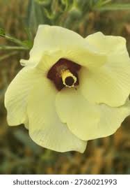 Image result for Hibiscus vitifolius