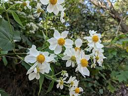 Montanoa bipinnatifida montanoa tomentosa packera tampicana palafoxia texana parthenium bipinnatifidum parthenium hysterophorus parthenium incanum. Montanoa Bipinnatifida Arbre Aux Marguerites Pepiniere L Arc En Fleurs