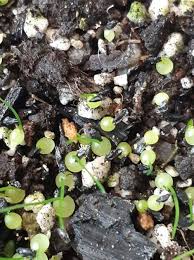 Image result for Schizobasis intricata