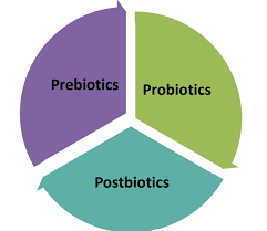 Role of Prebiotics, Probiotics and Postbiotics in our gut - Food Safety  Works
