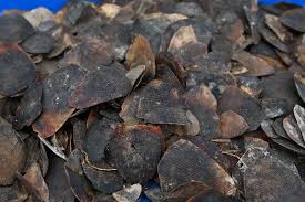 Customs a residential address in lagos arresting three suspects and seizing 196 sacks containing 7,137 kg of pangolin scales, 4.6 kg of pangolin claws and 846.34 kg of ivory. Malaysia Makes Massive Seizure Of Pangolin Scales