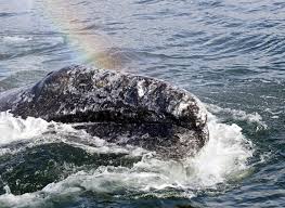 Image result for Warneckea walikalensis