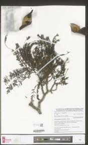 Image result for Brachystegia microphylla