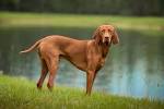 Vizsla Puppies For Sale - AKC PuppyFinder