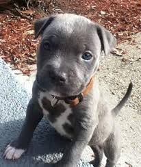 Pitbull Puppy In 2020 Cute Baby Animals Puppies Pitbull Puppies