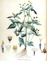 Image result for Galinsoga parviflora
