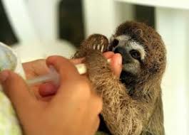 Cute baby bunny takes bath for the first time. Cute Baby Sloths In Costa Rica Feature In Pbs And Bbc Program Enchanting Costa Rica