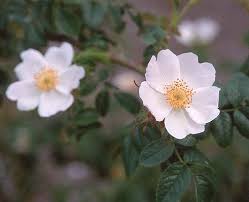 Image result for Cissus rubiginosa