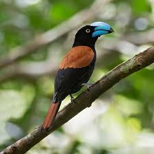 Image result for Vangueria vestita