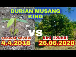 Cara menanam durian montong agar cepat berbuah. Cara Penjagaan Pokok Durian Yg Betul Youtube