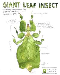 Image result for Phyllorachis