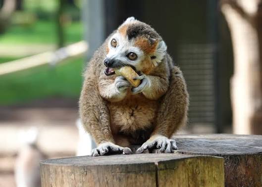 Did you know ❓ In the wild, crowned lemurs are found in most layers of the  forest canopy descending to the forest floor to eat fallen fruit. They are  typically active between
