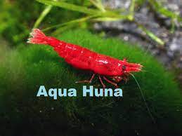 Amazon.com: Aqua Huna Red Cherry Shrimp (Grade A) - 10 Pack : Pet Supplies