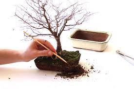 The best time to repot a bonsai is early in the spring, while trees are still dormant. Repotting Bonsai How To Repot Your Tree Bonsai Empire