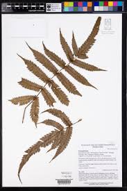 Image result for Pteris commutata