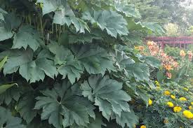Image result for Tetrapanax