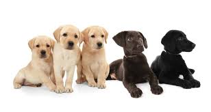 A funny nickname is not necessarily a mean nickname; Labrador Retriever Easy To Train Dogs That Are Good For First Time Owners