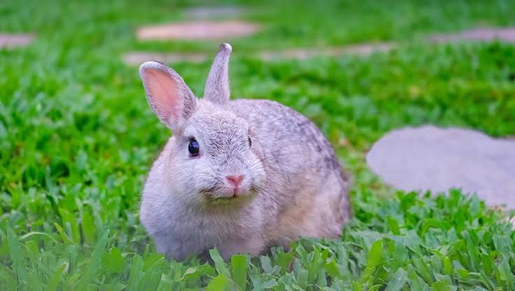 Happy Pet