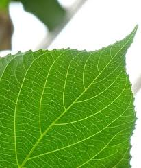 Image result for Acalypha ambigua