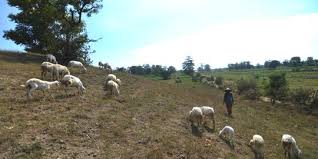 Temanmu tersebut mengatakan bahwa menyontek adalah dalam rangka membantu orangtua supaya nilainya bagus. Kisah Si Penggembala Kambing Yang Jujur Merdeka Com