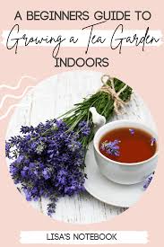 So we're digging up everything you need to care for every type of houseplant. A Beginners Guide To Growing A Tea Garden Indoors Lisa S Notebook