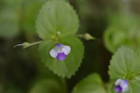 Image result for Craterostigma nummulariifolium