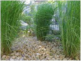 Graser Fur Den Garten Winterhart Steingarten Pflanzen Garten Landschaftsbau Graser Fur Den Garten