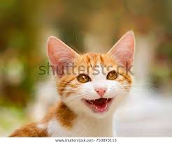 Image result for lolcats