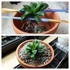 The texas cooperative extension recommends the use of picloram for the control of cacti. Repotting Hack Repotting Succulents Succulents Succulent Soil