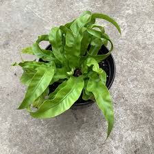 Image result for Asplenium rukararense