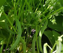 Sow outdoors 4 weeks after the average last frost date and harvest in 50 days. Green Bush Bean Growin Crazy Acres