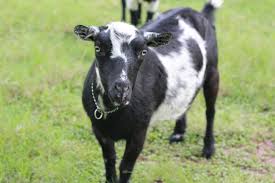 goat diseases signs symptoms testing from home