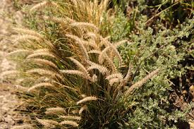 Image result for Elionurus muticus