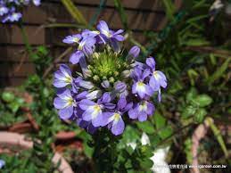 2013年5月六倍利台夫特藍瓷現在榮登頂樓 最愛開花 寶座 roof garden plants garden