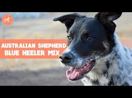 Australian shepherd blue heeler mix. Australian Shepherd Blue Heeler Mix Everything About This Loyal Farmhand Youtube