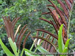 Image result for Acrostichum aureum