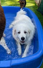 All the lovely Pups!!🐾