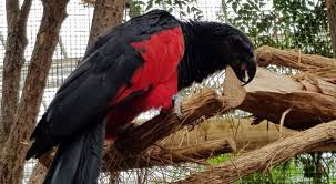 These dracula parrots are recognizable by their chests of grey and black colors as well as their bright red. The Pesquet S Parrot Critter Science