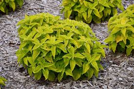 Image result for Coleus hereroensis