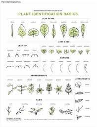 27 Best Plant Identification For Kids And Parents Images