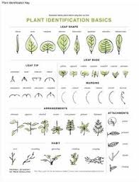 27 best plant identification for kids and parents images