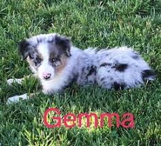 Toy, teacup and miniature australian shepherds are extremely loyal. View Ad Australian Shepherd Puppy For Sale Near Indiana Lynn Usa Adn 28282