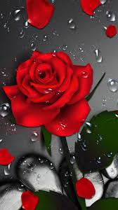 3d Crimson Rose Dew Gravity Theme Has The Cool Red Rose Blossom And Red Petal Green Leaves On Red Roses Wallpaper Rose Flower Wallpaper Flower Phone Wallpaper